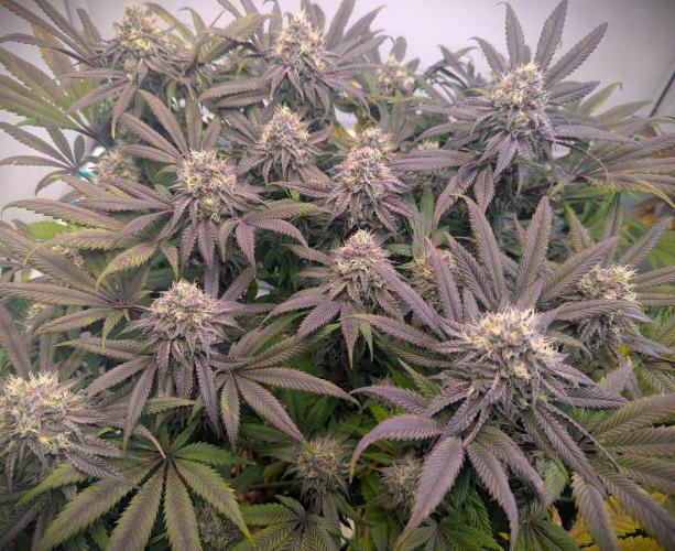 Biscotti Gelato & Papayton in Flo. Week 11 - Biscotti Gelato