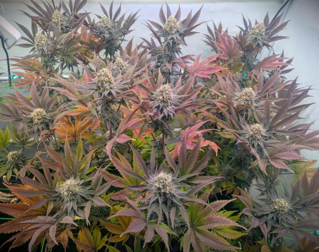 Biscotti Gelato & Papayton in Flo. Week 11 - Papayton