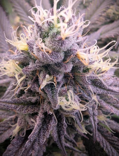 Biscotti Gelato & Papayton in Flo. Week 11 - Biscotti Gelato