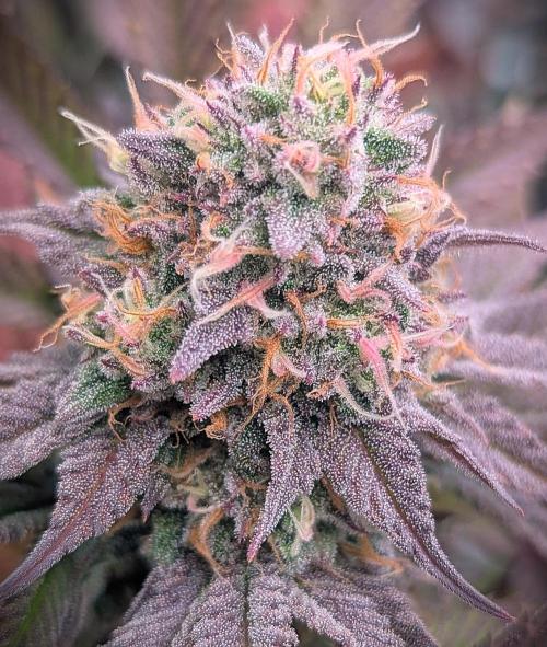 Biscotti Gelato & Papayton in Flo. Week 11 - Papayton