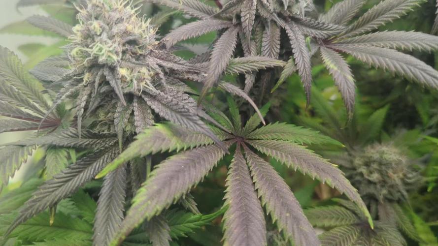 Biscotti Gelato & Papayton in Flo