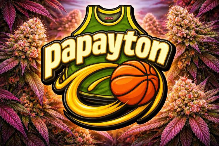 Biscotti Gelato & Papayton in Flo. Week 10