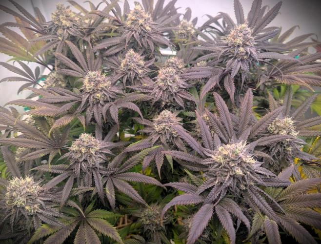 Biscotti Gelato & Papayton in Flo. Week 12