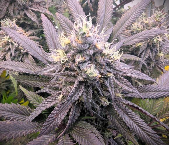 Biscotti Gelato & Papayton in Flo. Week 12