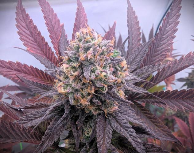 Biscotti Gelato & Papayton in Flo. Week 12