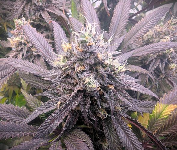 Biscotti Gelato & Papayton in Flo. Week 12