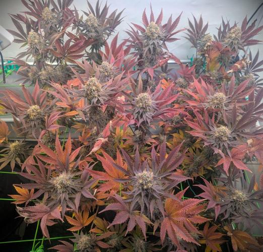 Biscotti Gelato & Papayton in Flo. Week 12