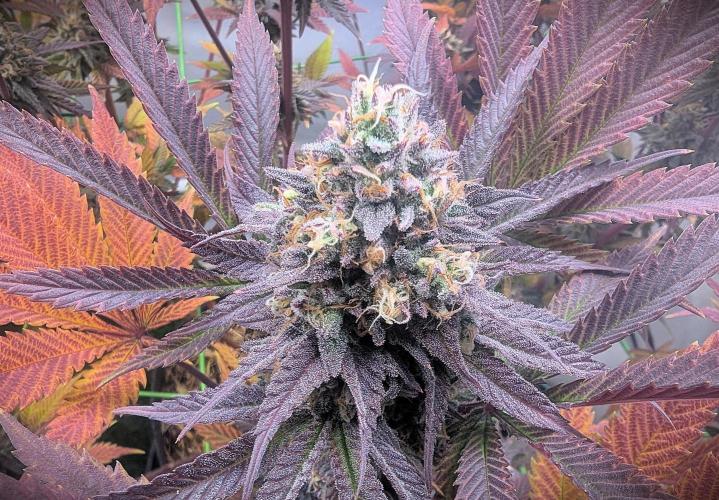 Biscotti Gelato & Papayton in Flo. Week 12