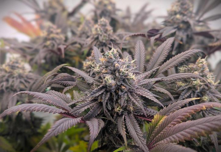 Biscotti Gelato & Papayton in Flo. Week 12