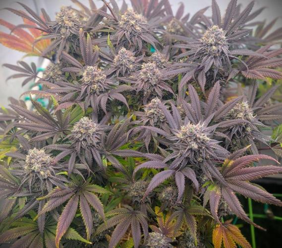 Biscotti Gelato & Papayton in Flo. Week 12