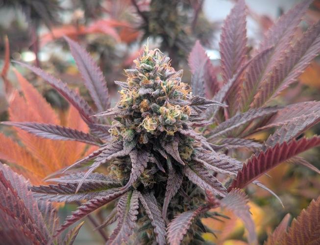 Biscotti Gelato & Papayton in Flo. Week 12