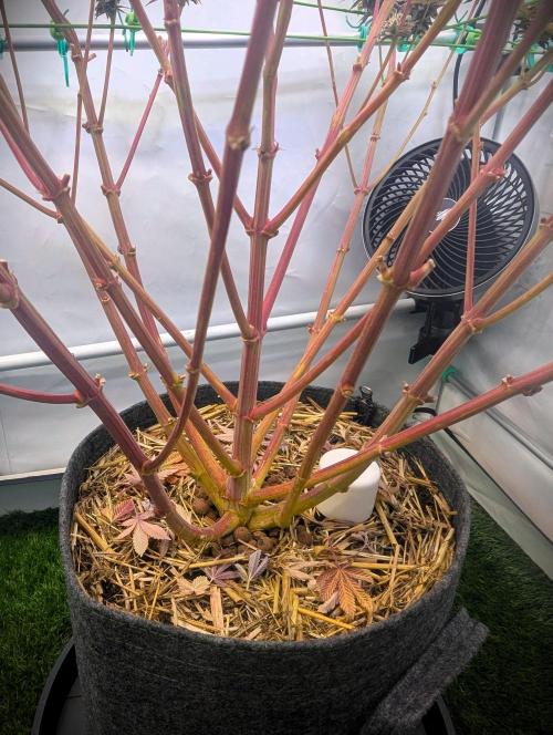 Biscotti Gelato & Papayton in Flo. Week 12