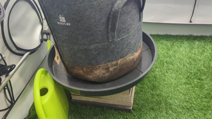 Biscotti Gelato & Papayton in Flo