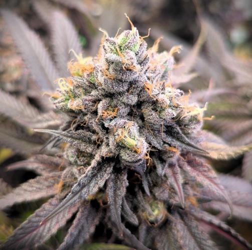 Biscotti Gelato & Papayton in Flo. Week 13