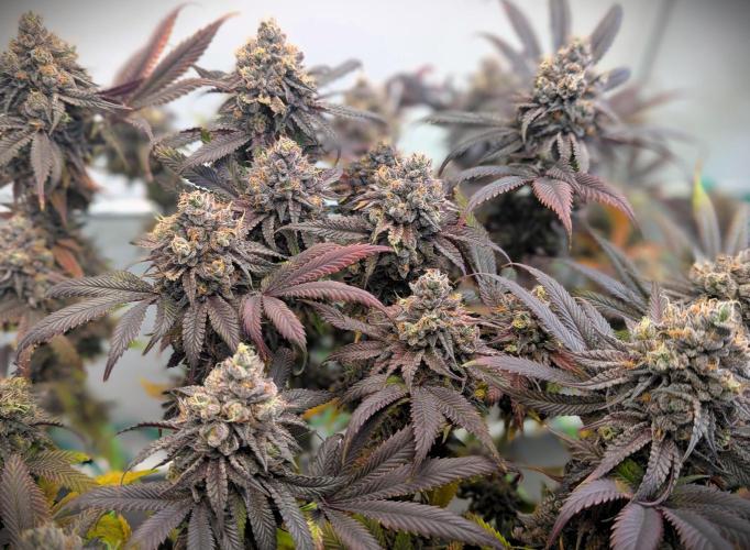 Biscotti Gelato & Papayton in Flo. Week 13