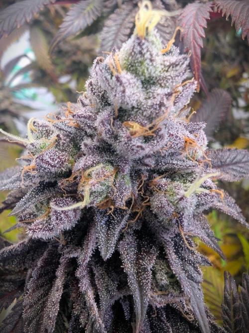 Biscotti Gelato & Papayton in Flo. Week 13