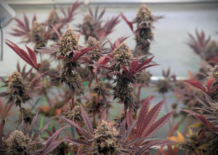 Biscotti Gelato & Papayton in Flo. Week 13