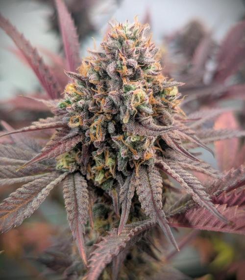 Biscotti Gelato & Papayton in Flo. Week 13