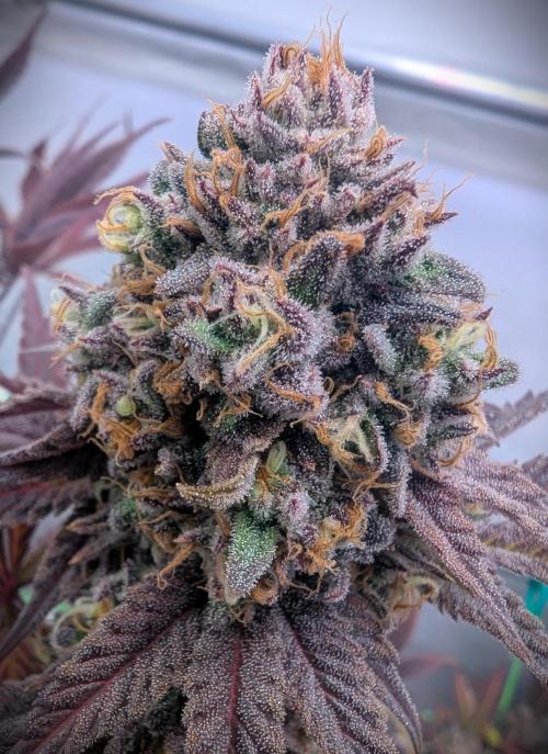 Biscotti Gelato & Papayton in Flo. Week 13