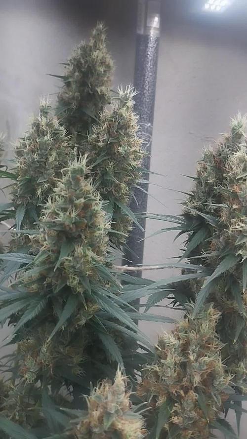 WW X NLX / WeedSeedsExpress