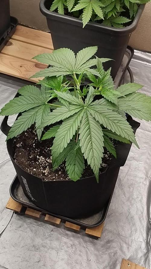 Eternity Grow Cup - Runtz / Zamnesia