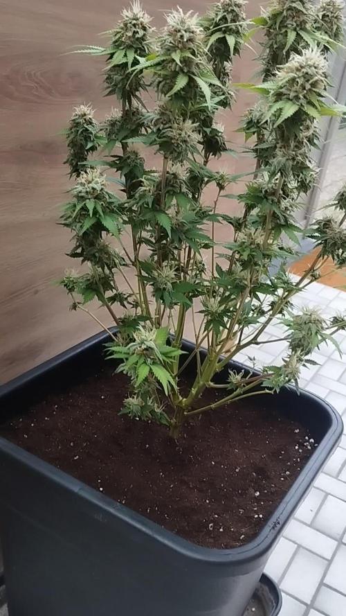 Fast Version A - Dutch Passion/SSSC