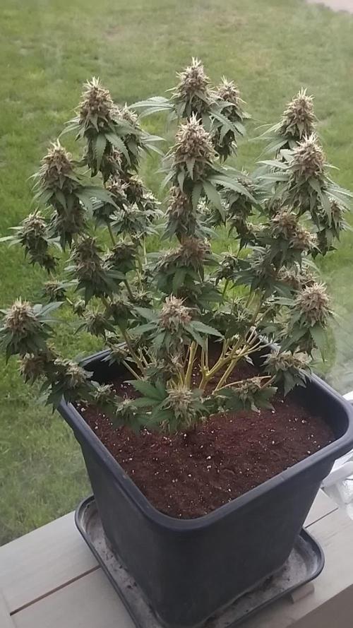 Fast Version A - Dutch Passion/SSSC