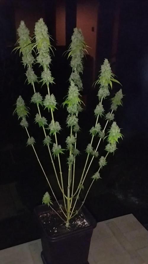 Purple Mango Kush - Delicious Seeds