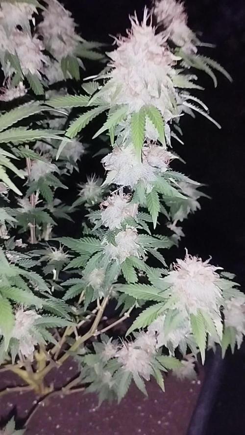 Fast Version A - Dutch Passion/SSSC