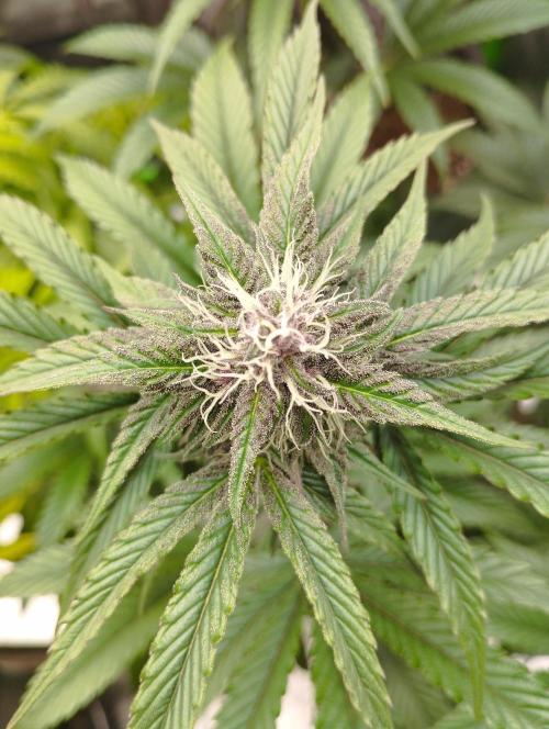 Fruit Tartare - SSSC. Week 9