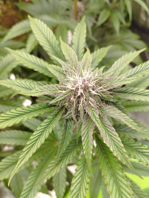 Fruit Tartare - SSSC. Week 9