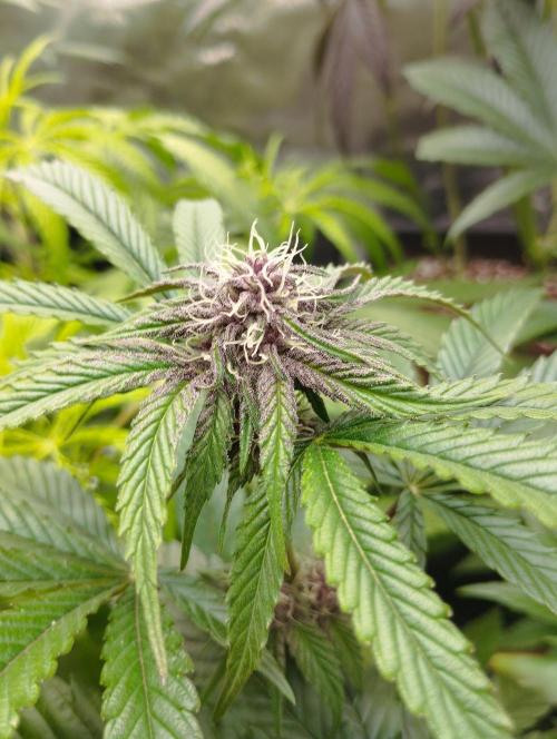 Fruit Tartare - SSSC. Week 9