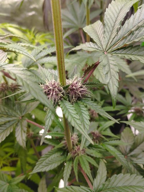 Fruit Tartare - SSSC. Week 9