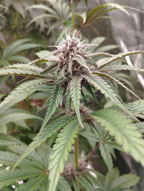 Fruit Tartare - SSSC. Week 9