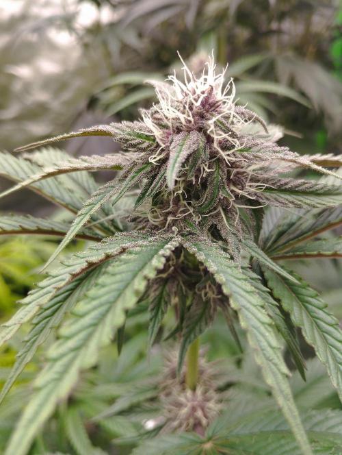 Fruit Tartare - SSSC. Week 9