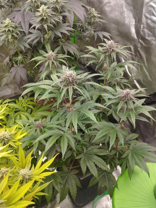 Fruit Tartare - SSSC. Week 9