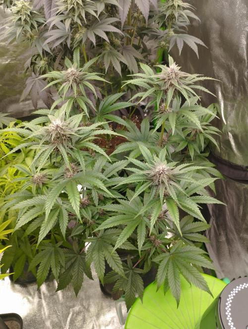 Fruit Tartare - SSSC. Week 9