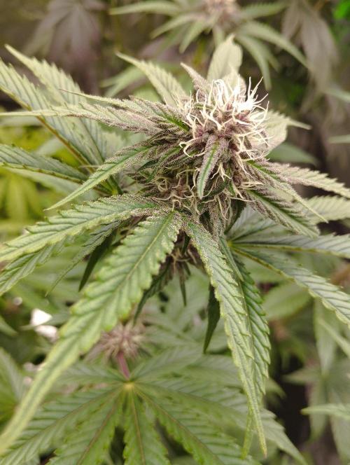 Fruit Tartare - SSSC. Week 9