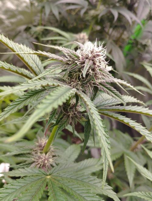 Fruit Tartare - SSSC. Week 9