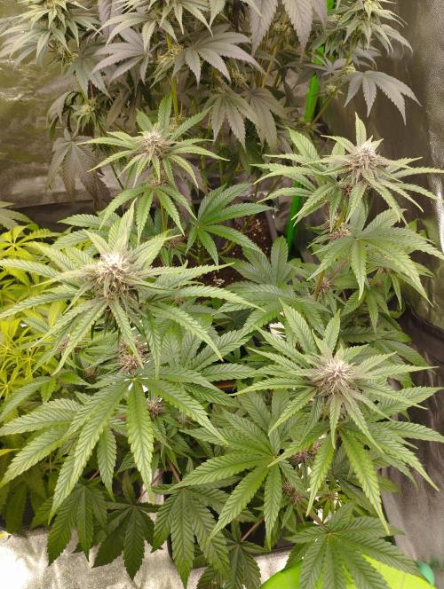 Fruit Tartare - SSSC. Week 9