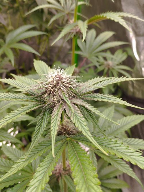 Fruit Tartare - SSSC. Week 9