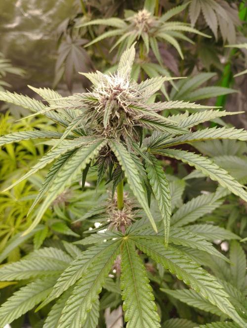 Fruit Tartare - SSSC. Week 9