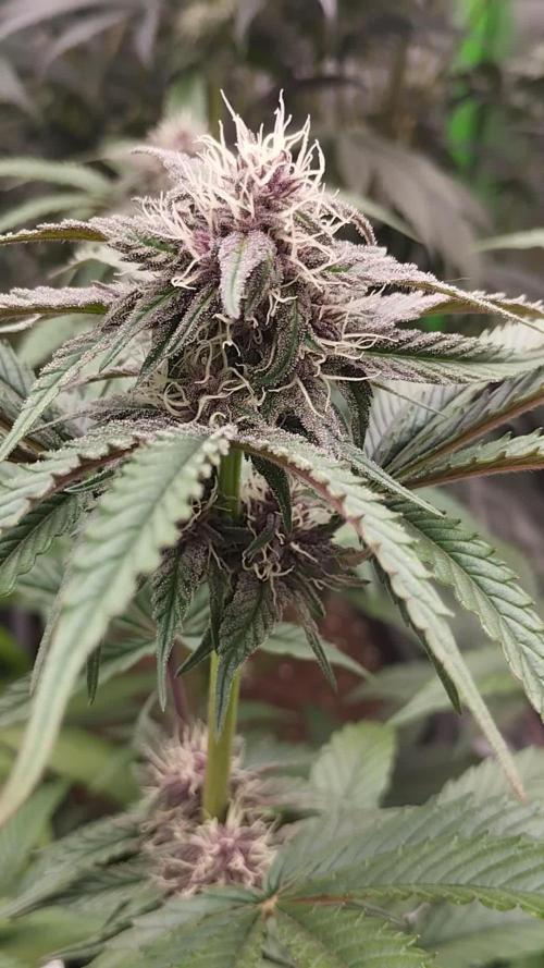 Fruit Tartare - SSSC