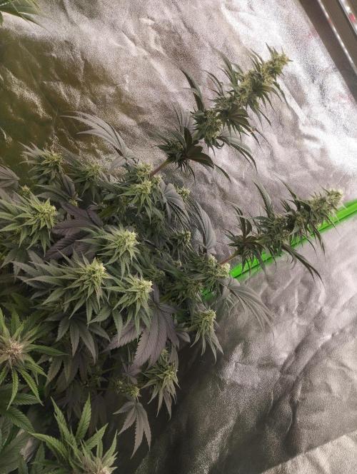 Bruce Lemon Diesel - SSSC. Week 9