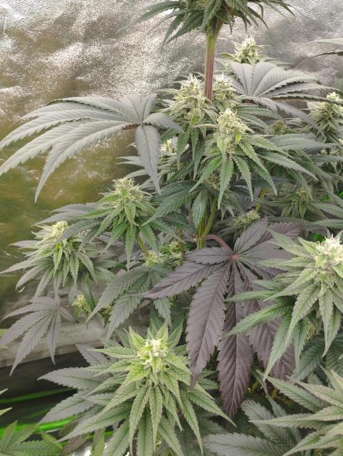 Bruce Lemon Diesel - SSSC. Week 9