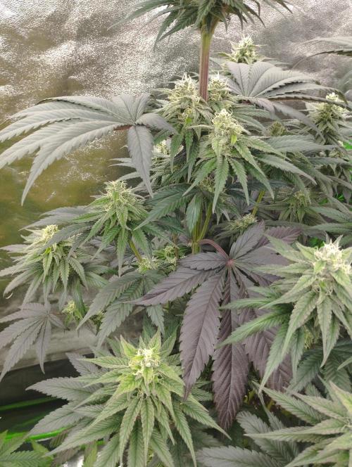 Bruce Lemon Diesel - SSSC. Week 9