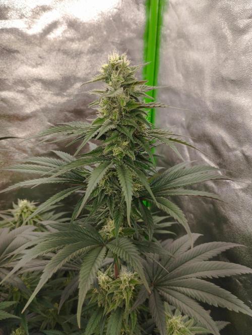 Bruce Lemon Diesel - SSSC. Week 9