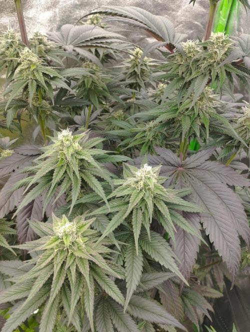 Bruce Lemon Diesel - SSSC. Week 9