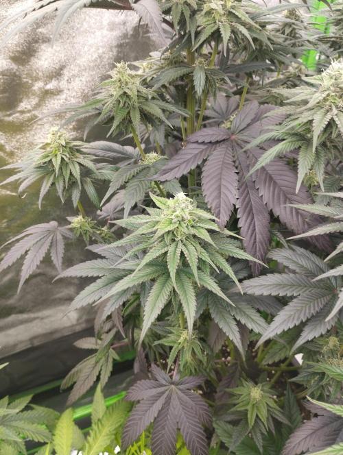 Bruce Lemon Diesel - SSSC. Week 9