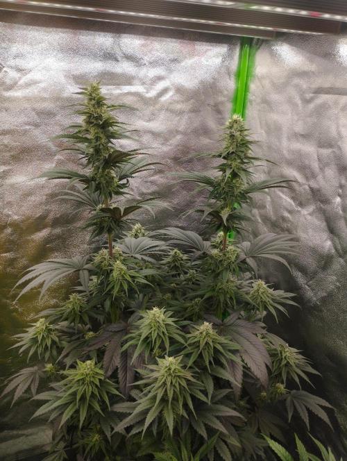 Bruce Lemon Diesel - SSSC. Week 9